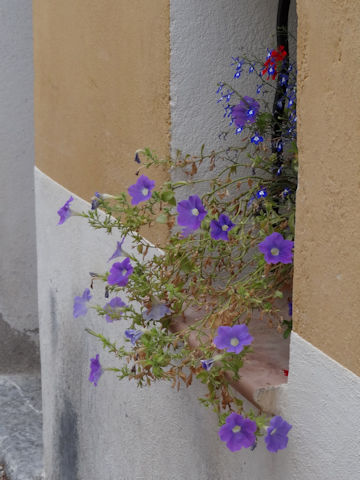 Petunia x hybrida