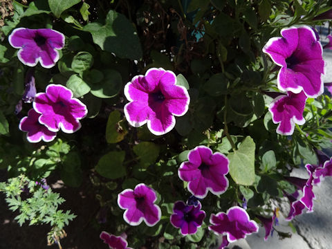 Petunia x hybrida