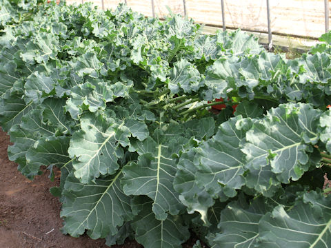 Brassica oleracea cv. Petit vert