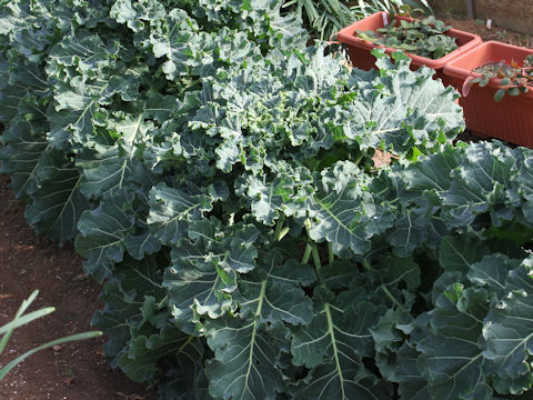 Brassica oleracea cv. Petit vert