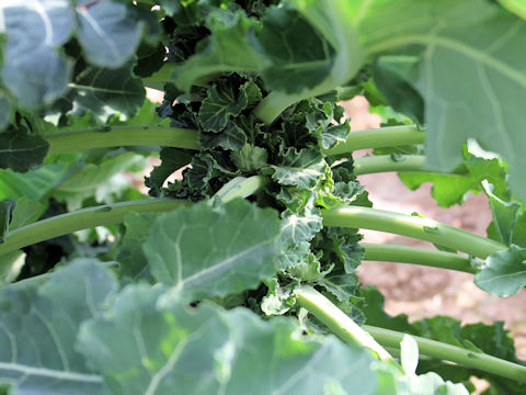 Brassica oleracea cv. Petit vert