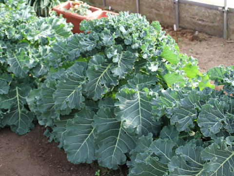 Brassica oleracea cv. Petit vert