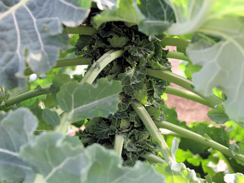 Brassica oleracea cv. Petit vert