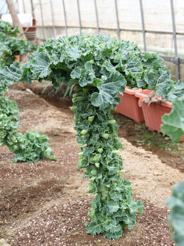 Brassica oleracea cv. Petit vert