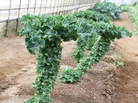 Brassica oleracea cv. Petit vert