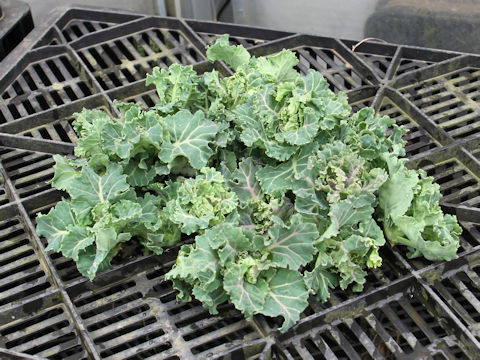 Brassica oleracea cv. Petit vert