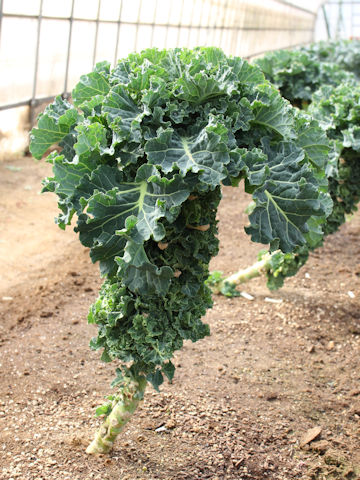 Brassica oleracea cv. Petit vert