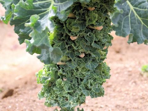 Brassica oleracea cv. Petit vert