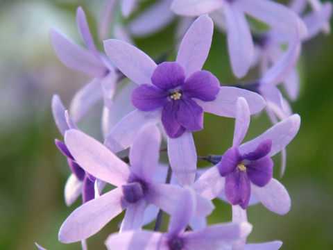 Petrea volubilis