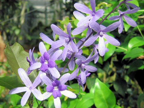 Petrea volubilis