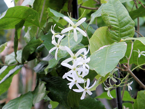 Petrea volubilis