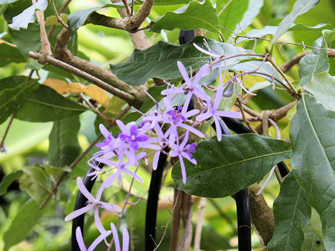 Petrea volubilis