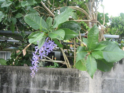 Petrea volubilis