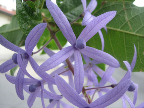 Petrea volubilis