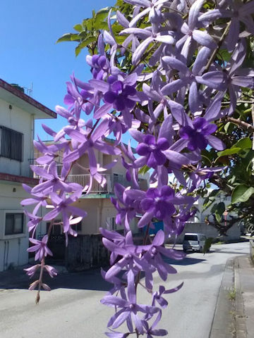 Petrea volubilis