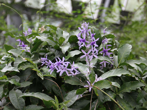 Petrea volubilis