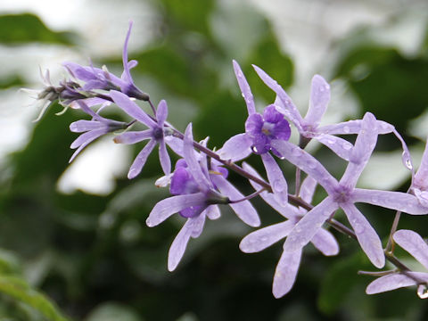 Petrea volubilis