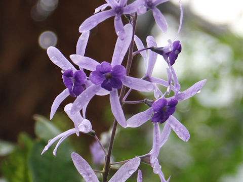 Petrea volubilis