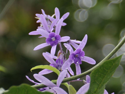 Petrea volubilis