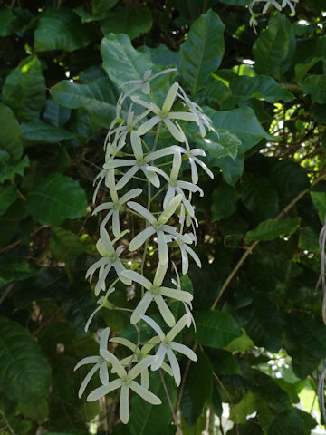 Petrea volubilis