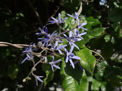 Petrea volubilis