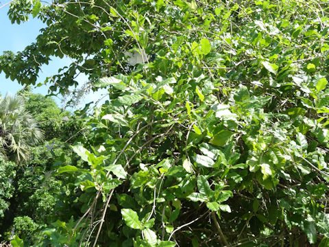 Petrea volubilis