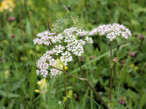 Peucedanum venetum