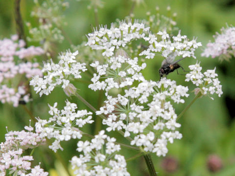 Peucedanum venetum