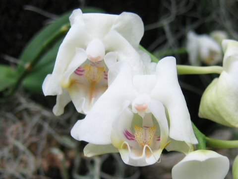 Phalaenopsis amabilis