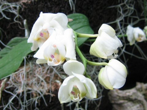 Phalaenopsis amabilis