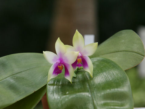 Phalaenopsis bellina