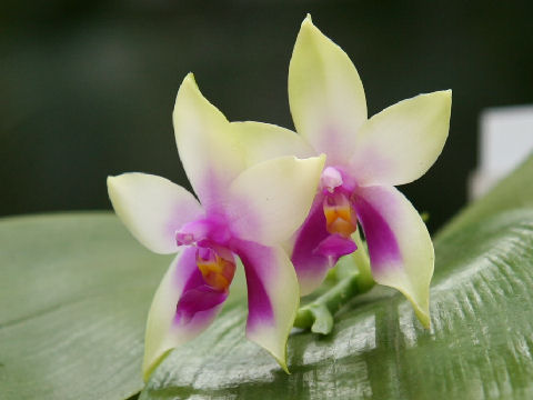 Phalaenopsis bellina