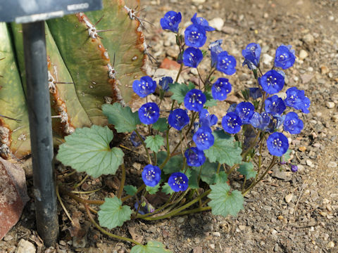 Phacelia campanularia