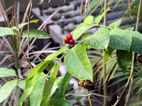 Phaleria capitata