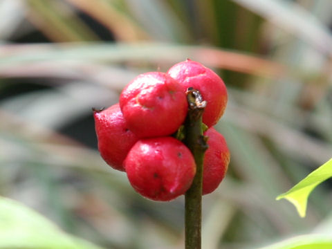 Phaleria capitata