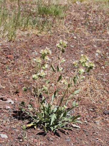 Phacelia corymbosa