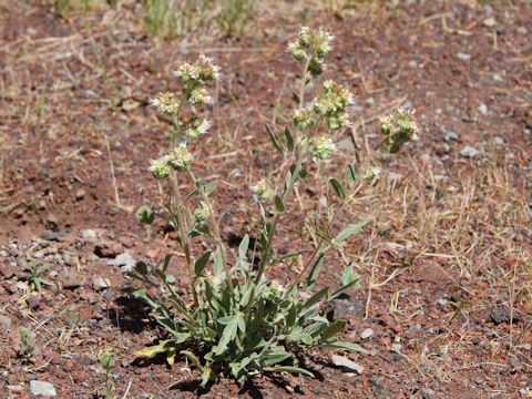 Phacelia corymbosa