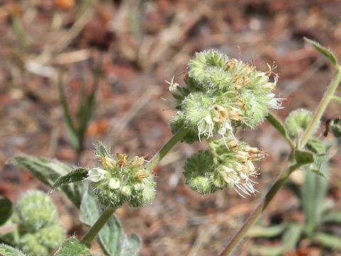 Phacelia corymbosa