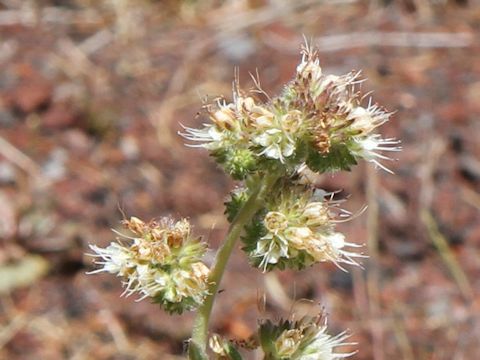 Phacelia corymbosa