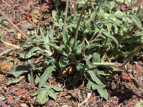 Phacelia corymbosa