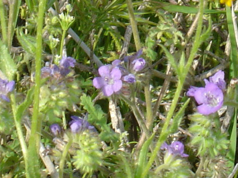 Phacelia distans