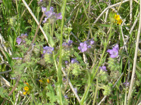 Phacelia distans