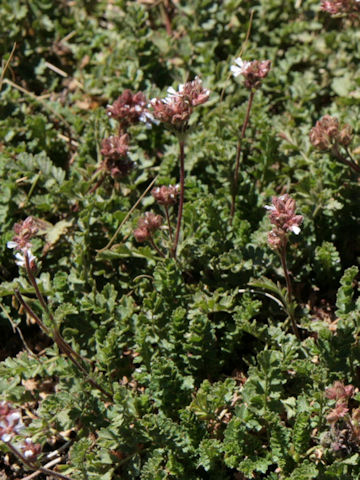 Phacelia distans