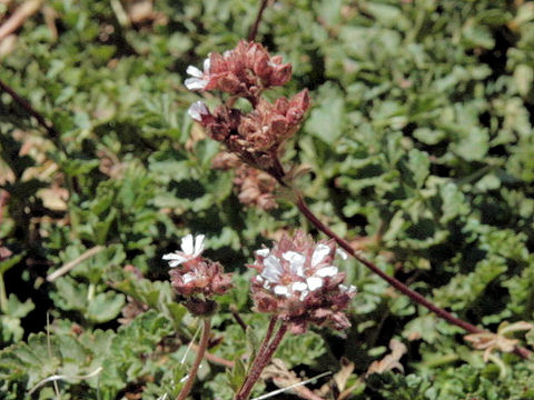 Phacelia distans