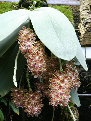 Phalaenopsis gigantea