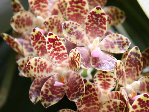 Phalaenopsis gigantea