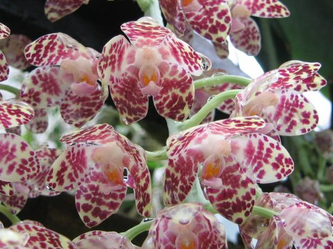 Phalaenopsis gigantea