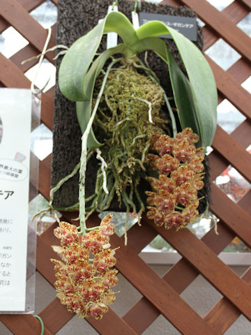 Phalaenopsis gigantea