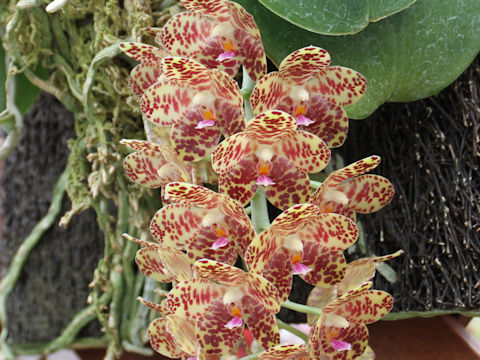 Phalaenopsis gigantea