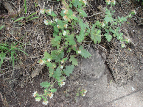 Phacelia malvifolia